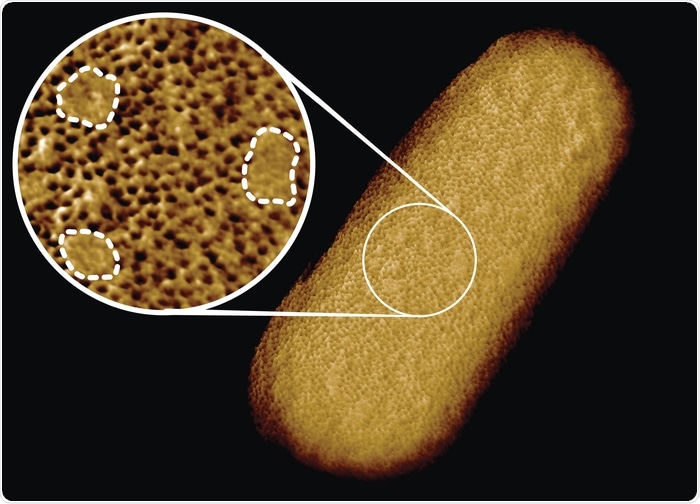 Bacteria Bacteria