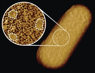 Improving our Understanding of Bacterial Membranes