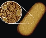 Improving our Understanding of Bacterial Membranes