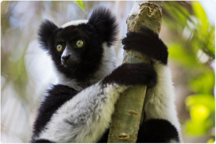 Lemur Lemur