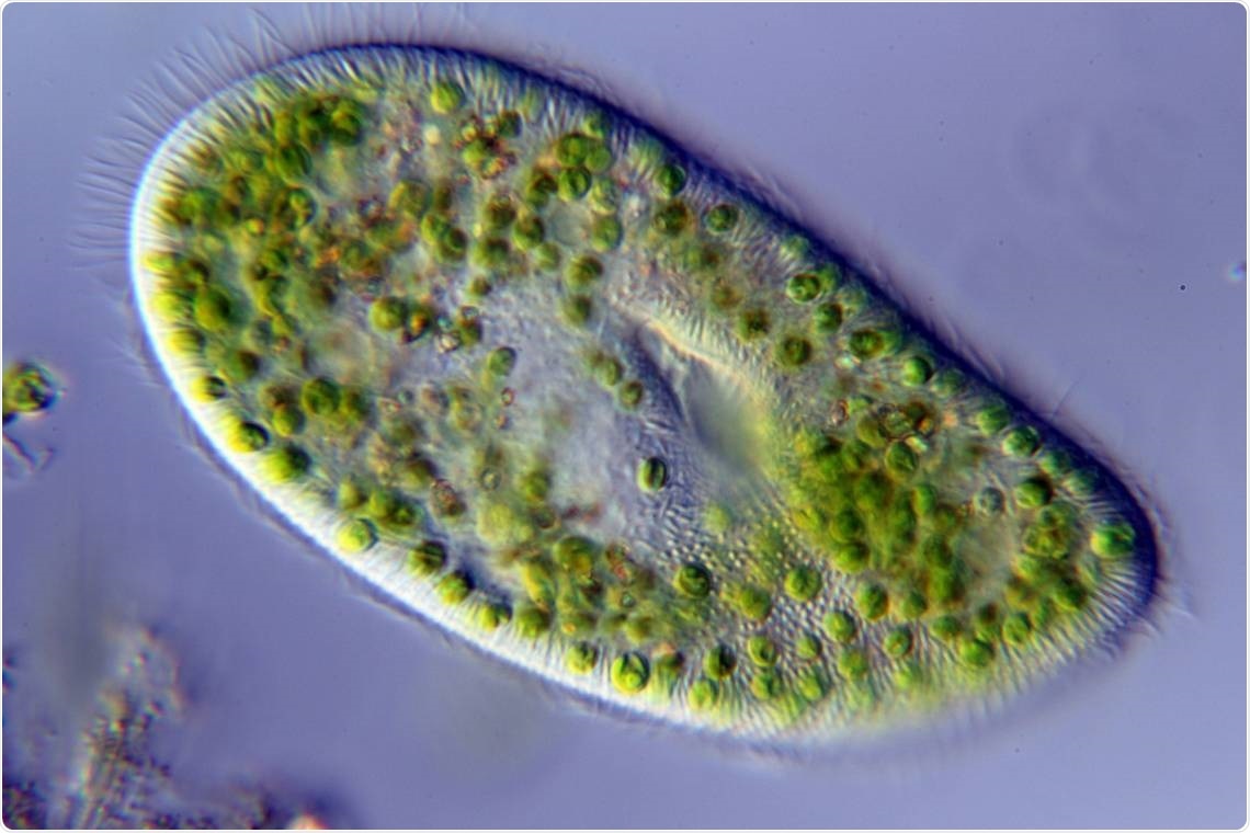 Protists can help predict future CO2 emissions, says study