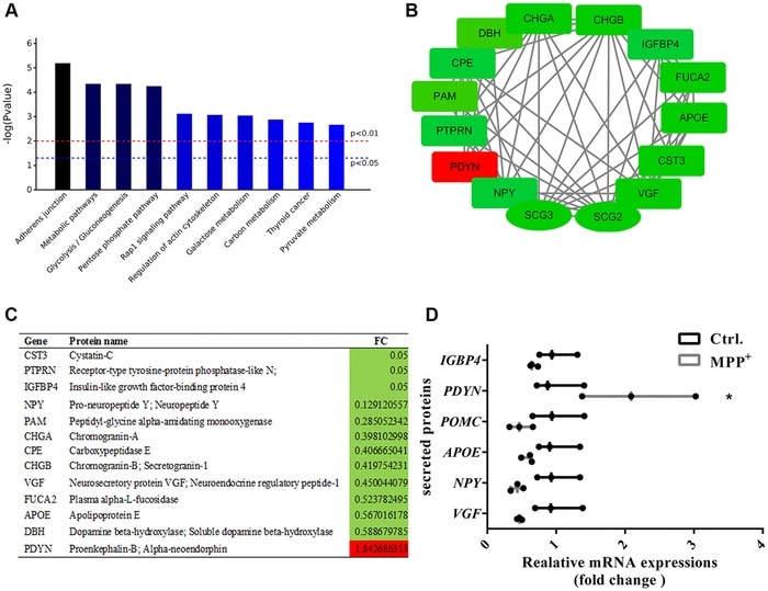 Study reveals involvement of secretory granules in Parkinson’s disease