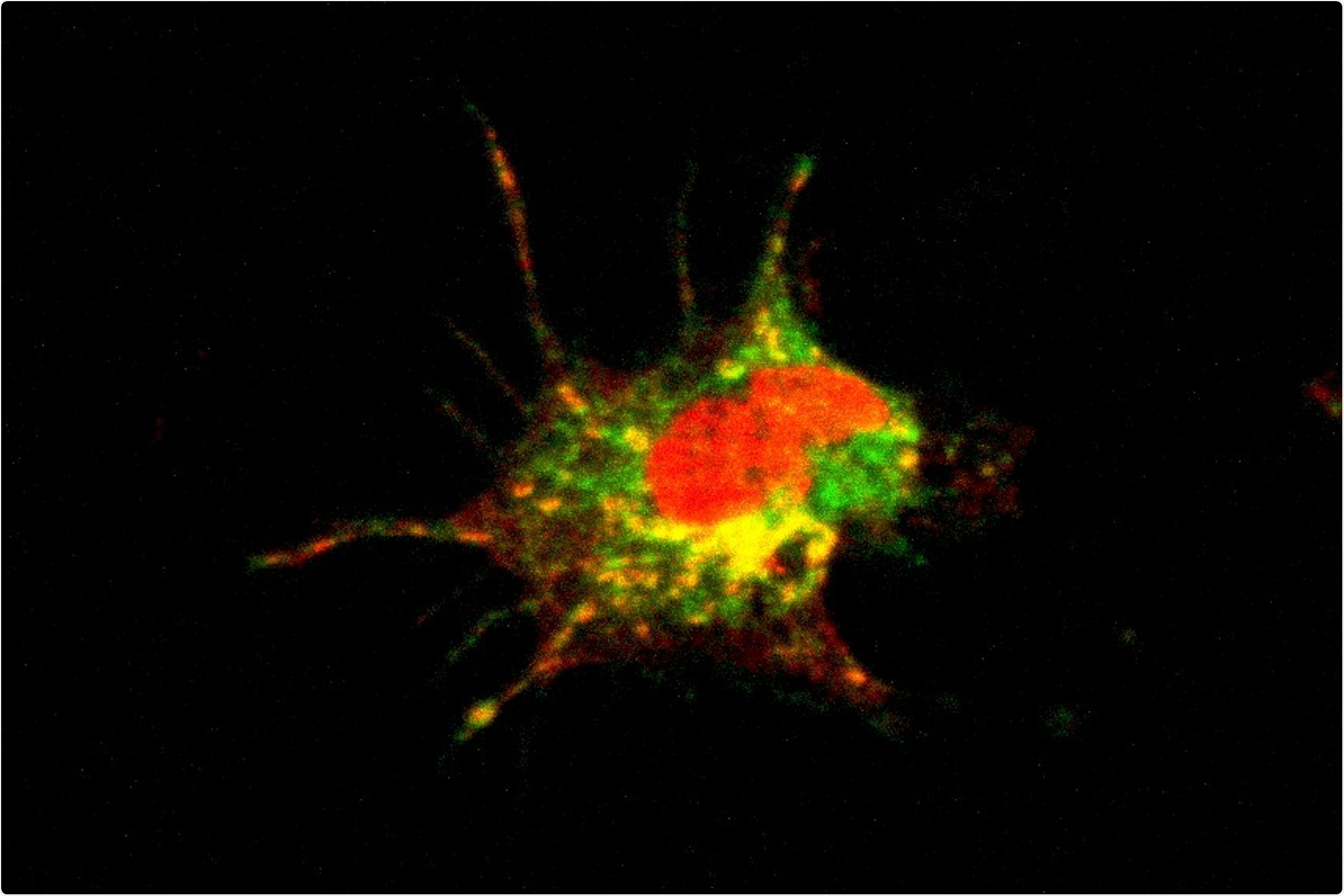 Study unravels unknown facts about SARS-CoV-2 infection