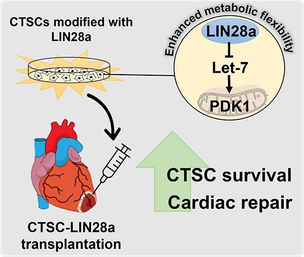 Stem cell therapy for heart disease enhanced with protein from fetal heart