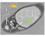 Research reveals bacterium capable of degrading petroleum-based plastics