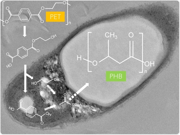 Research reveals bacterium capable of degrading petroleum-based plastics