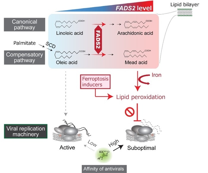 High levels of polyunsaturated fatty acids in liver cells linked to hepatitis C virus resistance