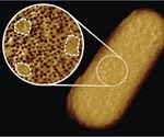 Study reveals the complex architecture of the outer membrane of bacteria