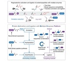 Novel platform enables sequence-unconstrained traceless protein synthesis