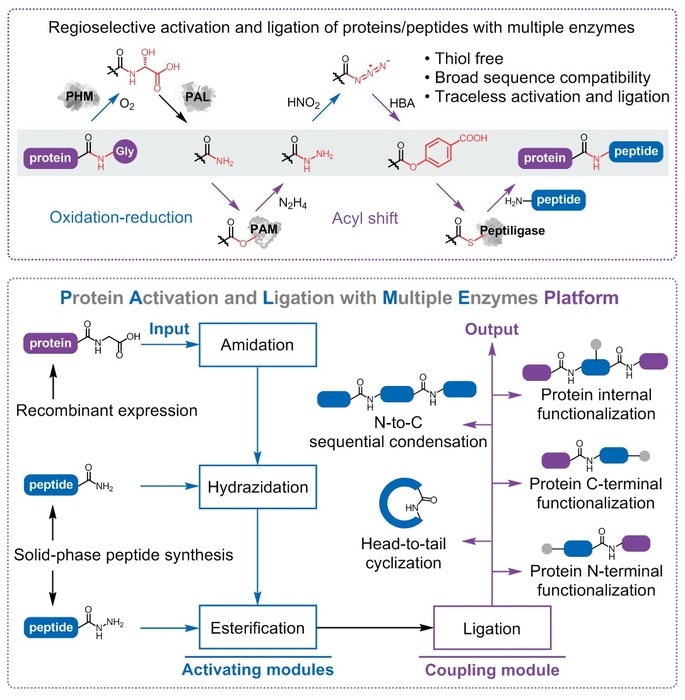 Novel platform enables sequence-unconstrained traceless protein synthesis