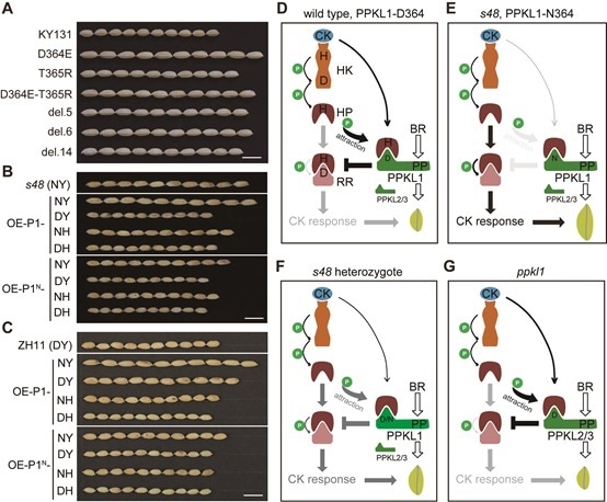 Researchers identify novel cytokinin signaling component