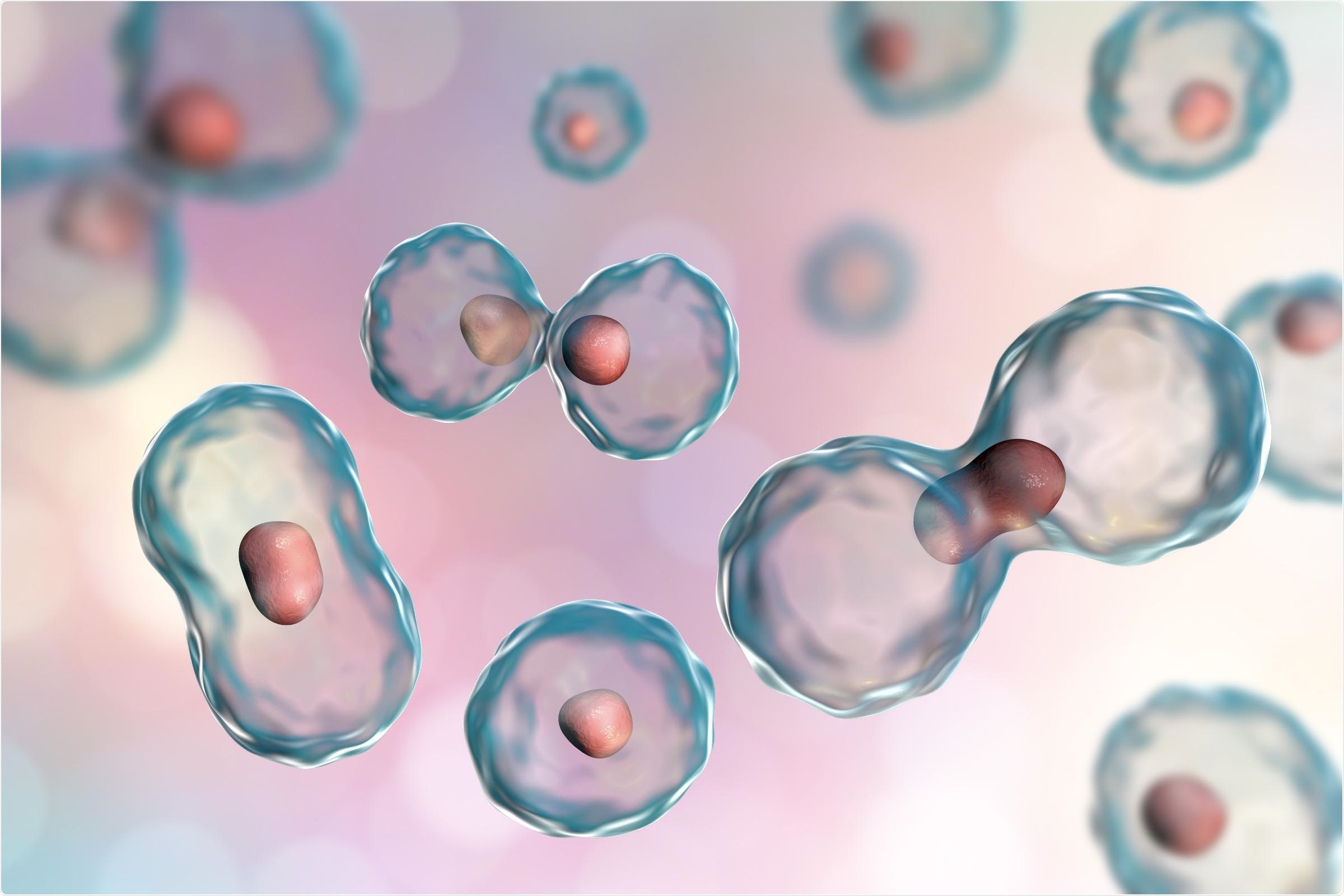 Study sheds light on the regulation of epigenetic modifications during the development