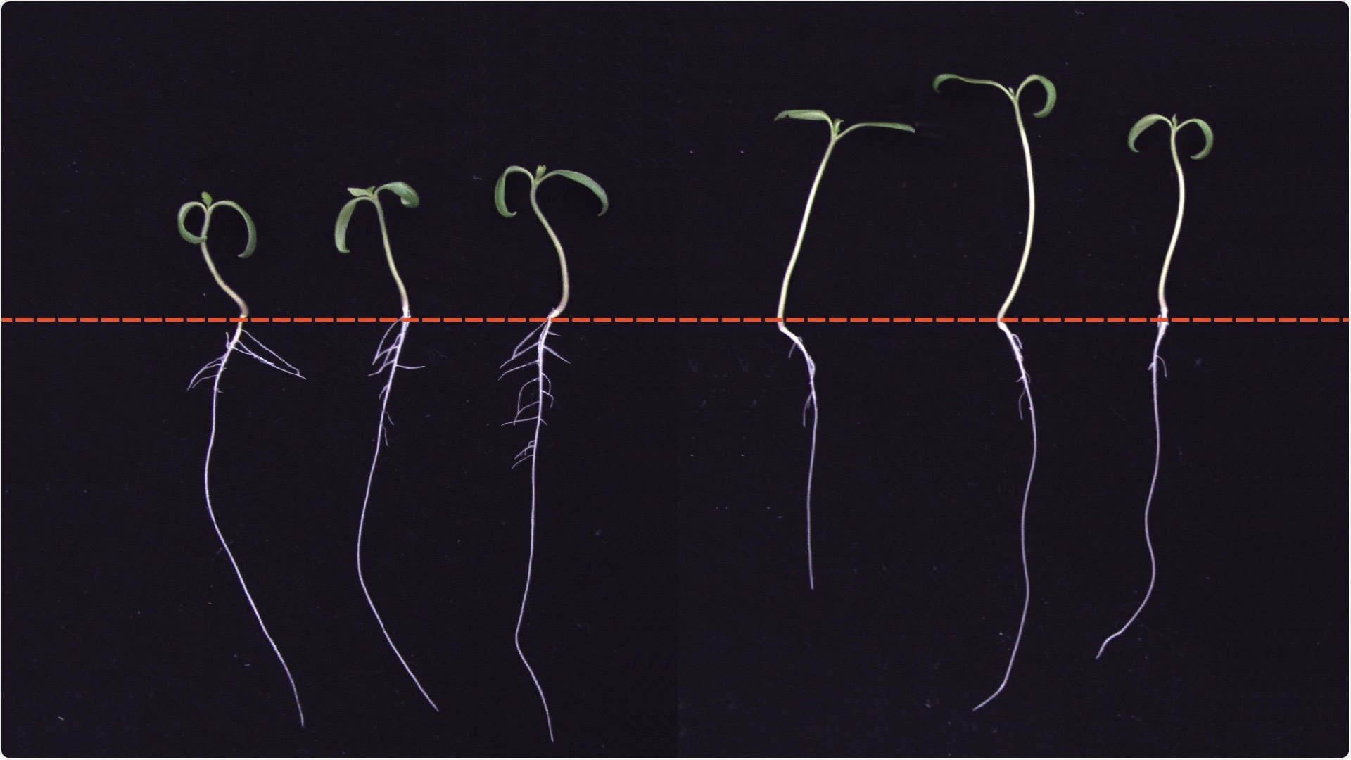 Research reveals proteins linked to shade avoidance