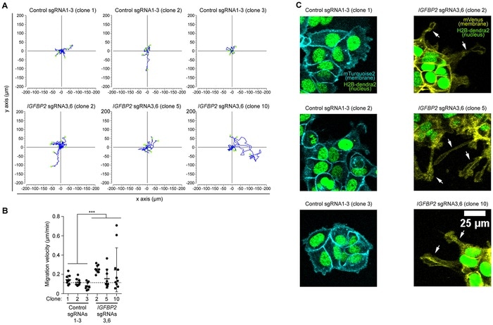 Study explores the effects of epigenetic editing in various tumor settings