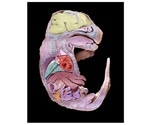 Experts explain left–right asymmetry development in the embryo