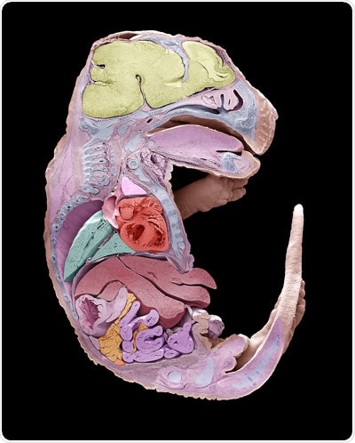 Experts explain left–right asymmetry development in the embryo