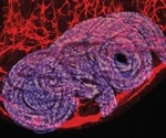 Enteric glial cells play a major role in gut immunity, says new study