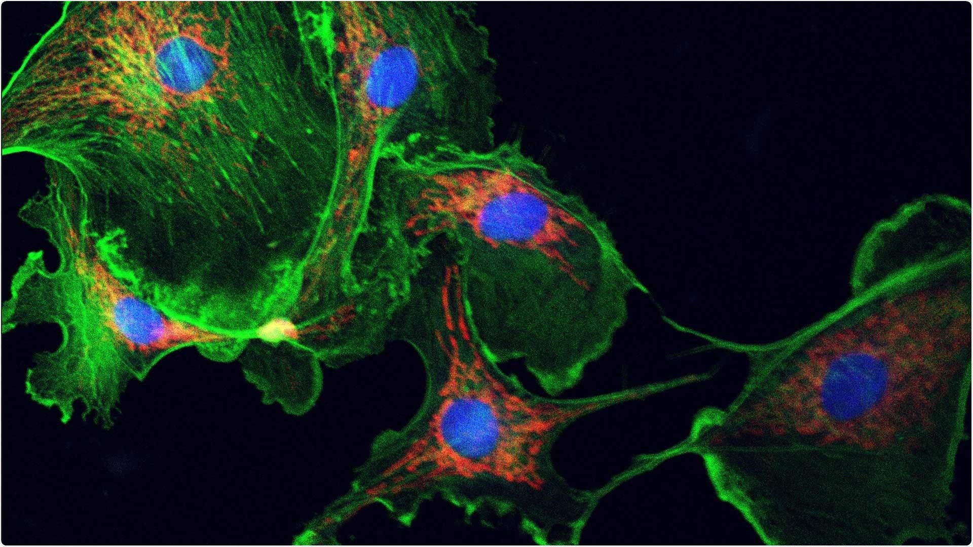 Researchers reveal how and why cytoquakes occur