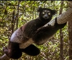 Exploring Rhythm in Endangered Singing Lemurs