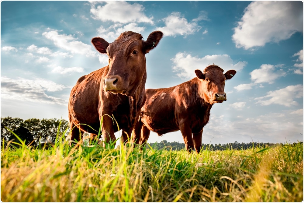 Cattle Cattle