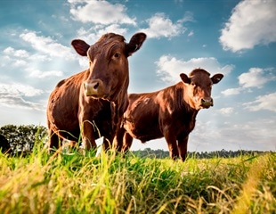 Feeding Cows Seaweed to Reduce Climate Change