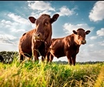 Feeding Cows Seaweed to Reduce Climate Change