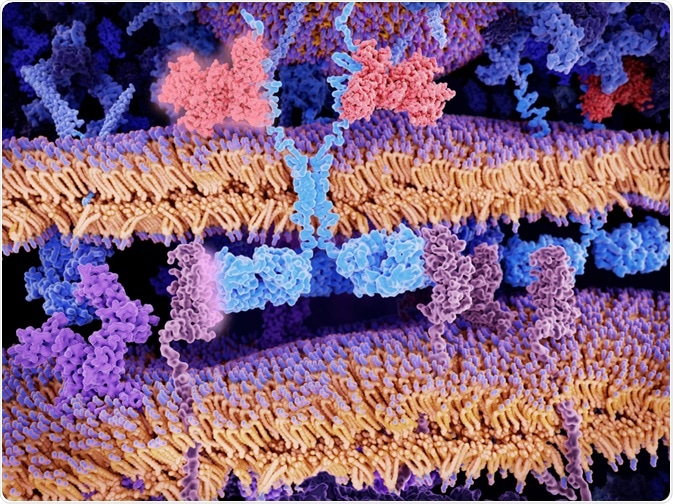 Chimeric antigen receptor Chimeric antigen receptor