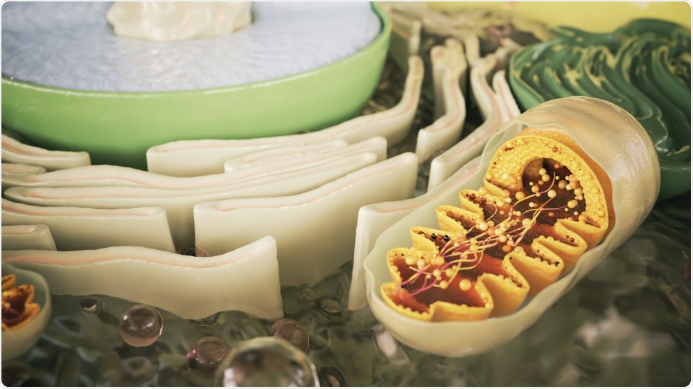 Mitochondria Mitochondria