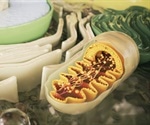 Loss of mitochondrial respiration alters mechanical properties of the cartilage