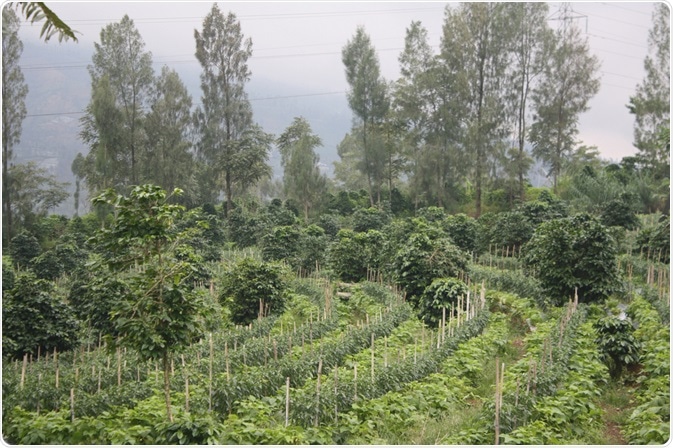 Intercropping Intercropping