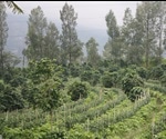What is Intercropping?