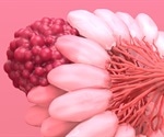 Study offers novel therapeutic opportunities to prevent breast tumor recurrence