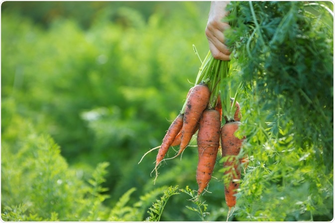 Organic Carrots Organic Carrots