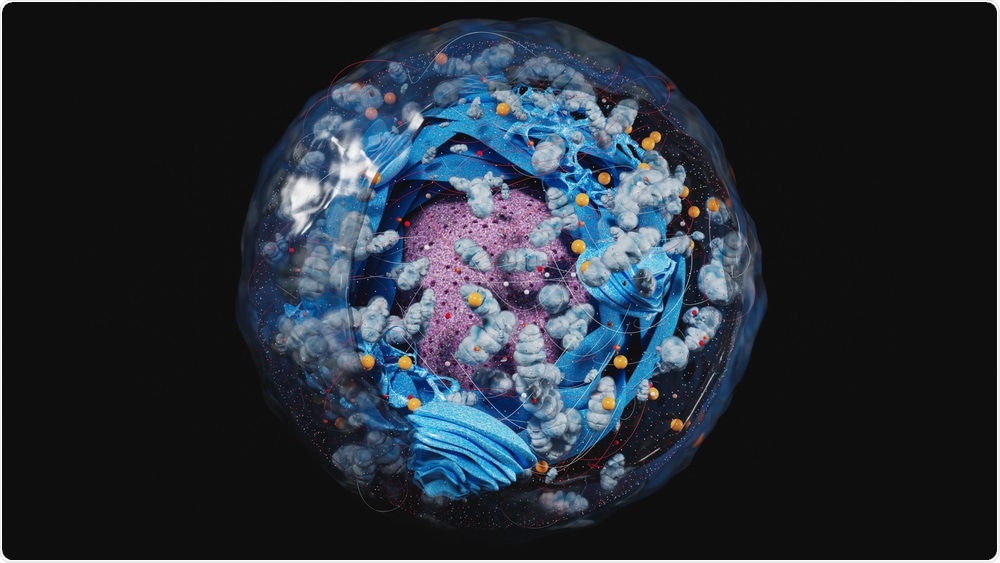 Human Cell