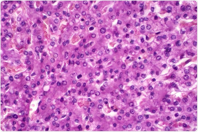 hepatocytes hepatocytes