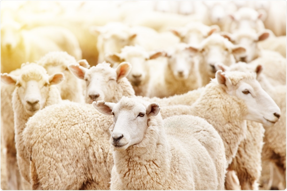 Sheep on Farm Sheep on Farm
