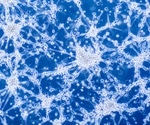 Blood-Brain Barrier Models for Oncology Research