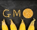 Are Genetically Modified (GM) Crops Saving the World?