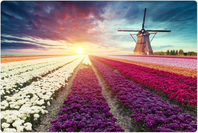 Flower Field Flower Field