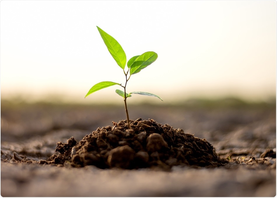 Study finding helps comprehend how mechanical forces affect plant cell growth