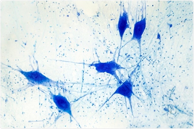 Cell Staining Cell Staining
