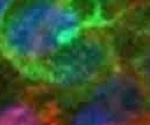 Defined & Controllable Extracellular Matrix for Cell Culture