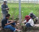 Researchers analyze patterns of rice adaptation to drought tolerance