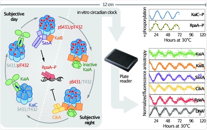 Biological Clock Biological Clock
