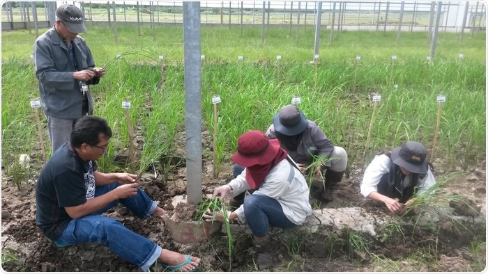 Researchers analyze patterns of rice adaptation to drought tolerance