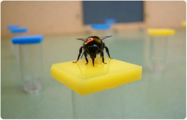 Research finds positive correlation between gut bacteria and memory in bees