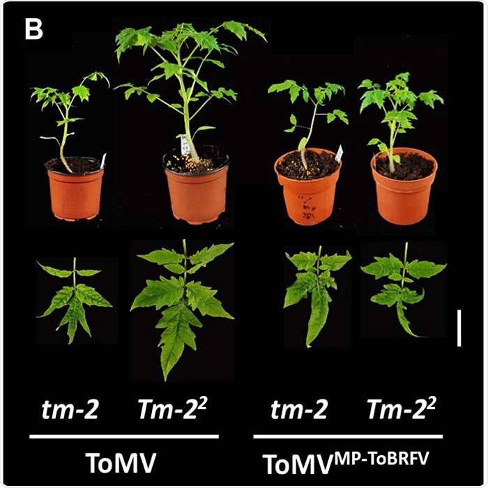 Study explores mechanism by which ToBRFV tomato virus overcomes tobamovirus resistance