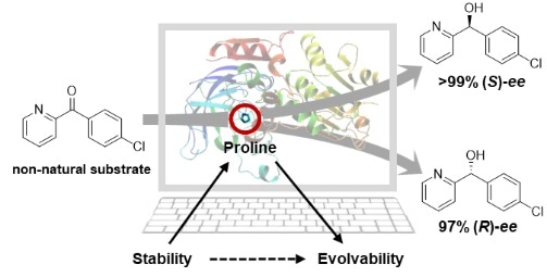New Technique to Design Enzyme Stereoselectivity and Substrate Acceptance