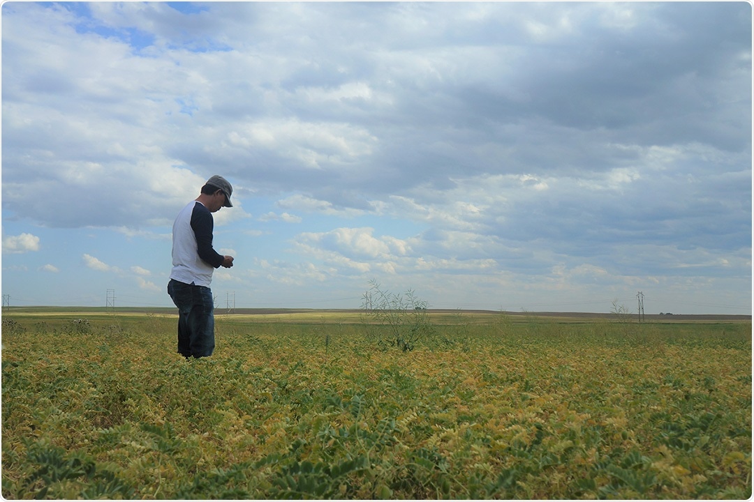 Researchers use DNA to track the genetic evolution, migration of chickpea