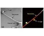 Cancer cells disarm immune cells by hijacking mitochondria, says research